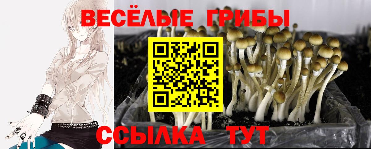 Иваново  Галлюциногенные грибы прущие грибы  Вход с VPN 